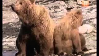 HD Grizzly Bears Catching Salmon Natures Great Events The Great Salmon Run BBC One [upl. by Llenal]