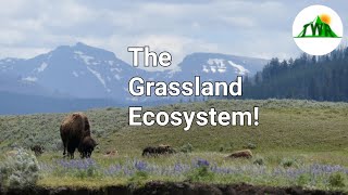 Ecosystems Episode 3 The Grassland Ecosystem [upl. by Nafri]