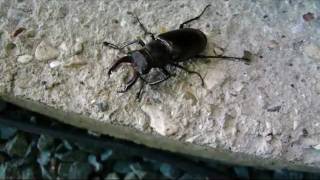 Stag Beetle Flying and CockChafer Beetle walking [upl. by Manuela]