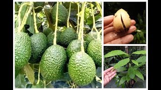 👉 COMO PLANTAR ABACATE AVOCADO DE SEMENTE  Como Germinar sementes fácil e Rápido APRENDA 🌳🌳🌳 [upl. by Holly-Anne]