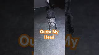 Outta My Head Cute dog dancing to Sueco quotOutta My Headquot sueco [upl. by Gemina432]