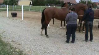 Pregnant Thoroughbred Mare in Labor Horse Giving Birth Foaling a Baby Colt [upl. by Eidua248]