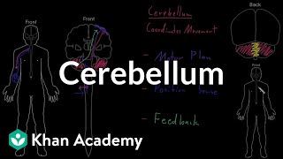 Cerebellum  Organ Systems  MCAT  Khan Academy [upl. by Kelwunn]