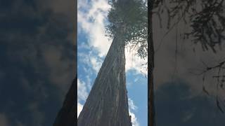 breakdown tree shortsfeed stihl tree chainsaw nature viral youtube ytshorts yt shorts [upl. by Cha907]