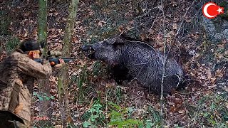 Azılı yaban domuzu avı  Wild boar hunting in Türkiye okaysahin hugluovis wildboarhunt [upl. by Thecla890]