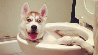 Husky doing husky things FUNNIEST Dogs [upl. by Gokey]