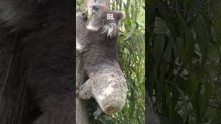 Top 5 Facts About Koala [upl. by Llacam]