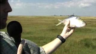 100  Menhaden Facts [upl. by Beasley]