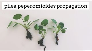 pilea peperomioides propagation  easy care house plant [upl. by Uhej920]