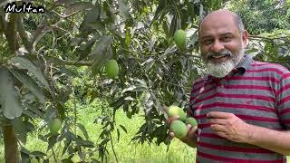 Best mangoes of the world Multan  iftikhar Ahmad usmani  ایکسپورٹ کوالٹی پاکستانی آم [upl. by Chantalle]