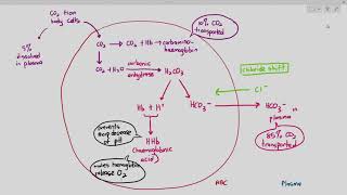 813 Carbon Dioxide Transport in the Blood Cambridge AS amp A Level Biology 9700 [upl. by Teddie]