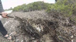 Coobowie Bay Seaweed Worms 2015 [upl. by Sabas]