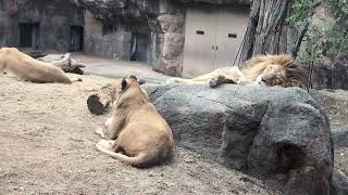 ライオン🦁【天王寺動物園】 [upl. by Ahsinirt]