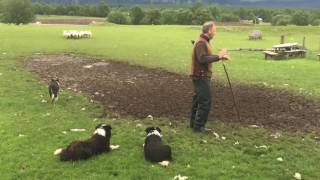 Scottish Sheepdogs in Action  Full Demonstration [upl. by Euginomod]