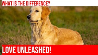 Comparing Golden Retrievers amp Labradors Which Breed Is Right For You [upl. by Maryl]