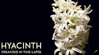 White Hyacinth Flowers Blooming  Daily Timelapse Clip [upl. by Airretal912]