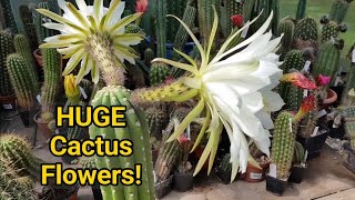 Huge Trichocereus Flowers Unclear ID [upl. by Vokay239]