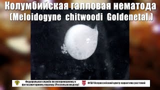 Колумбийская галловая нематода Meloidogyne chitwoodi Goldenetal [upl. by Hcra564]