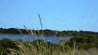 Swarm of birds at Cape May Bird Observatory [upl. by Syverson]