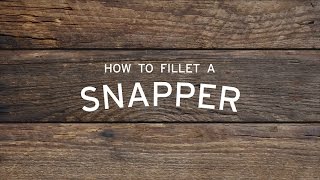 How to Fillet a Snapper [upl. by Deery]