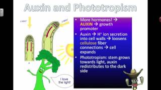 Auxins and Phototropism 2016 [upl. by Annahsal767]