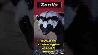 Zorilla Facts The Clever and Cunning African Skunk [upl. by Esylla810]