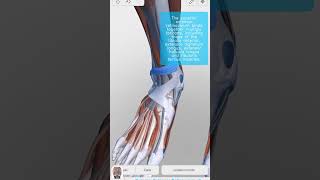 Visual Anatomy 3D  Facts about the Superior extensor retinaculum of ankle foot anatomy [upl. by Anyzratak]