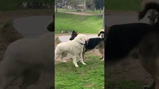 German Shepard vs Pyrenees at dog park [upl. by Karalynn]