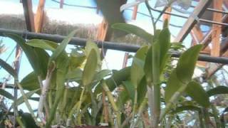 Cattleya Carol Ackerson  A Fragrant White Cattleya Orchid in Bloom [upl. by Nahgrom]