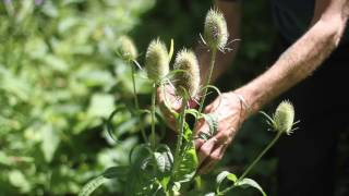 Dipsacus sylvestris Common Teasel [upl. by Burch]