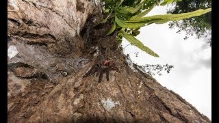 Caribena versicolor in nature  Martinique [upl. by Deborah]