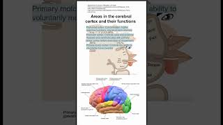 Areas in the cerebral cortex and their functions [upl. by Dleifyar917]