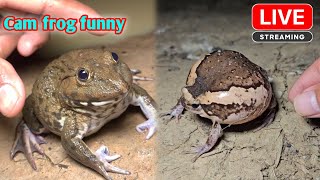 Catch big froggy catching make you laugh  funny froggy [upl. by Neesay]