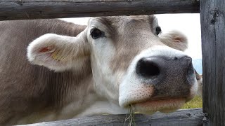 Cow Moo Sound Effect  Cow Mooing Sounds  Cow Moo Sound  Cow noises  No Music [upl. by Ansel612]