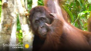 Orangutan Uses Acrobatic TreeHopping to Get Food 🌴 Orangutan Jungle School  Smithsonian Channel [upl. by Olim]