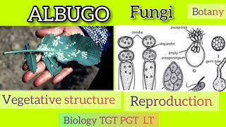 Life cycle of Albugo Fungi [upl. by Gerrard]