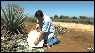 Campo Abierto  Características del Agave Tequilana Weber Variedad Azul [upl. by Albric921]