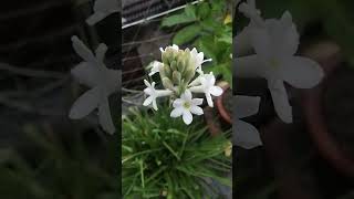 Tuberose flower ॥ shorts shortsvideo youtubeshorts tuberoseflower tuberose [upl. by Aroon]