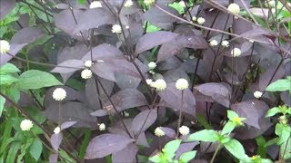 Alternanthera bettzickiana  Red Calico Plant [upl. by Nosrettap328]