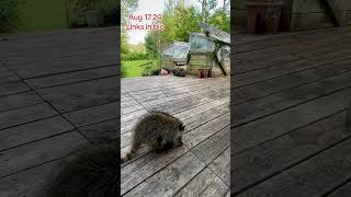 The Raccoon Diner afternoon sitting Peanut Butter Club Daily Diary [upl. by Levon]