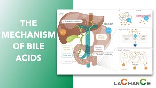 The Mechanism of Bile Acid Action I Bile acids have effect on emulsification digestion absorption [upl. by Ewald]