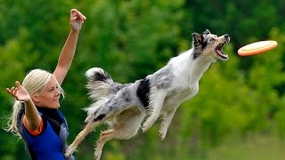 Best Trained amp Disciplined Border Collie Dogs [upl. by Alodi]