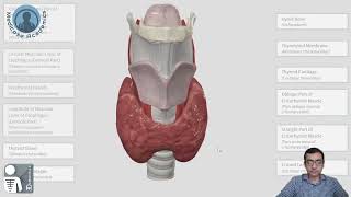 Thyroid Gland Anatomy [upl. by Nytsua232]