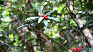 「香港中草藥探索之旅」植物導賞影片  小羅傘 Ardisia lindleyana [upl. by Nnylram]