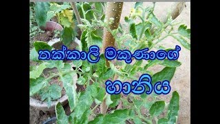 thkkali wagawa තක්කාලි වගාව Cultivation of tomatoes necibiocoris tenuis Tomato Home gardening [upl. by Perrin]