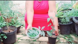 Harvesting and Pruning Pereskia Aculeata Grown in a Pot [upl. by Eveam980]