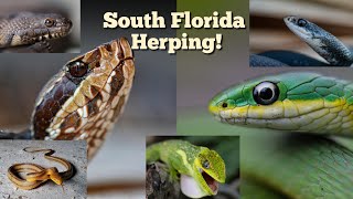 Epic South Florida herping Cruising for snakes in the Everglades [upl. by Gnouhk]