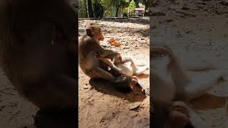 Wild monkey in Mohanokor troop relaxing monkeyaction monkeybehavior [upl. by Nomyar]