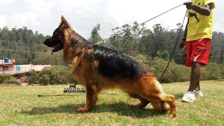 Long Hair German Shepherd Puppies Import Bloodline [upl. by Kcajyllib751]