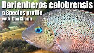 Darienheros calobrensis a species profile of an incredible Panamanian jewel of a Cichlid [upl. by Therine]